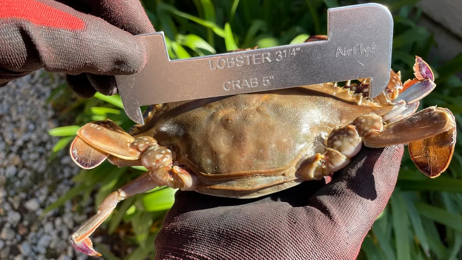AirFly Aluminum Lobster and Blue Crab Gauge for California, Maine, MA, NH, RI, CT, MP, AL, FL, GA, MD, VA, NC, SC, LA, TX, Canada, 5", 3 1/4". Designed in San Francisco, USA